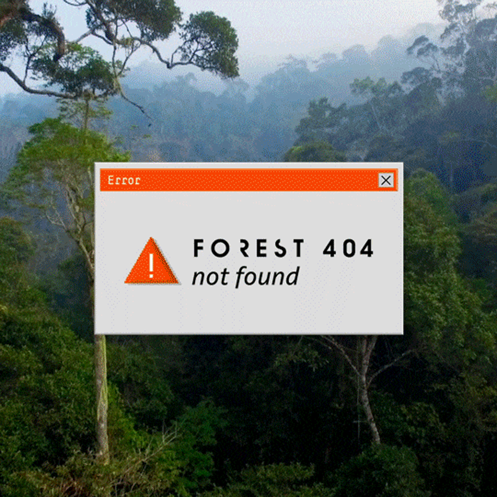 BBC. FOREST 404